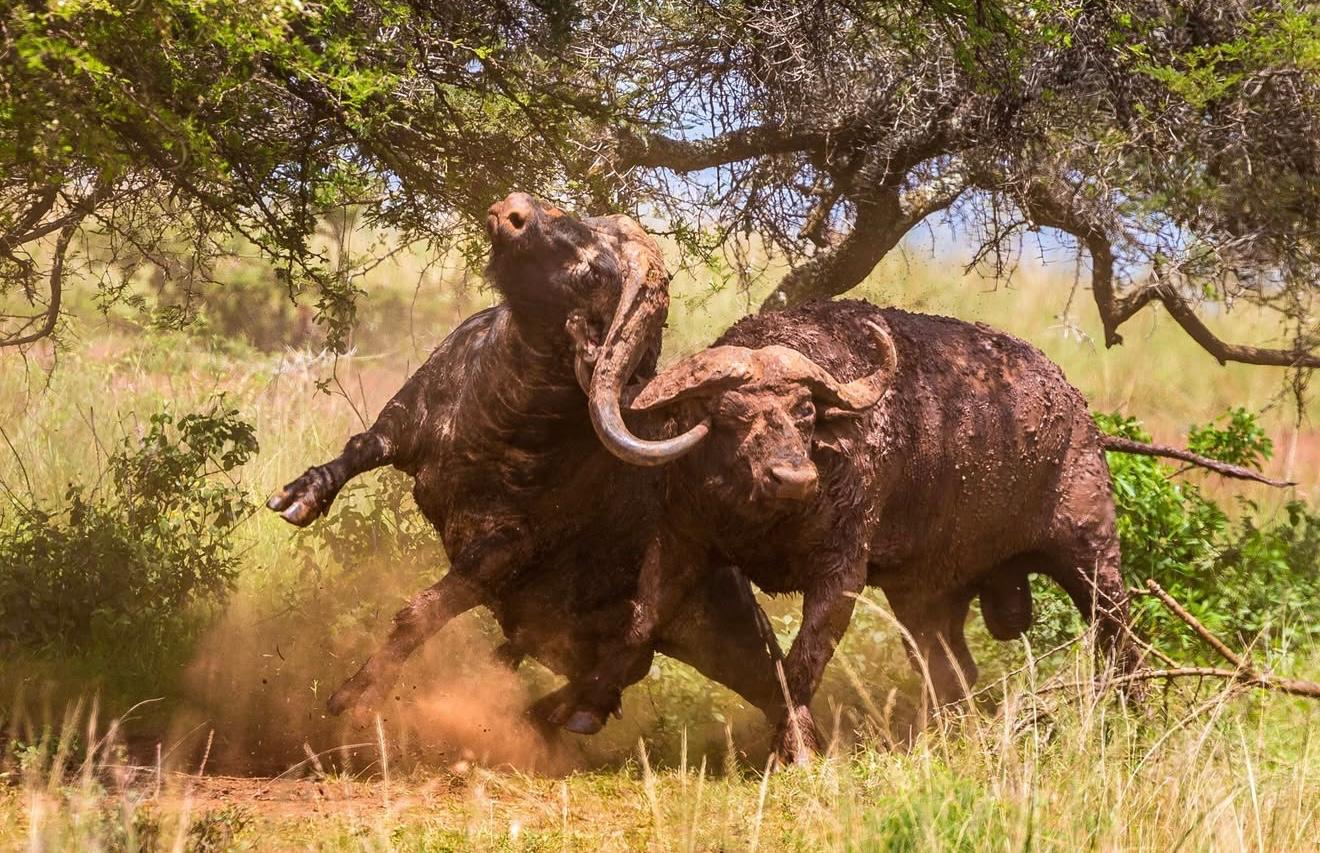 Ultimate Kenya Safari: Big Five and Rift Valley Lakes